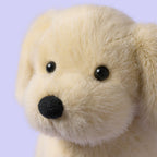 Golden Puppy